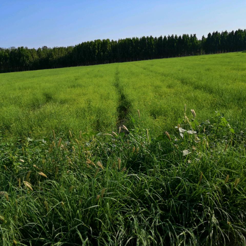路