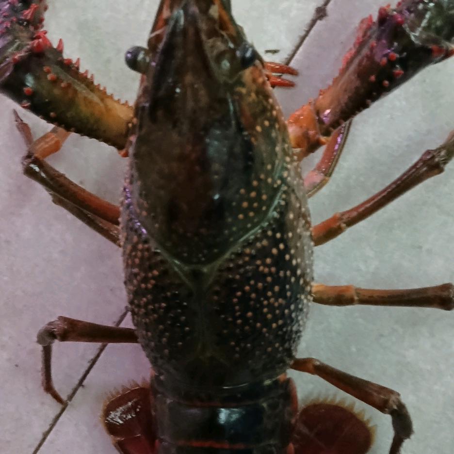 汪如启小龙虾养殖