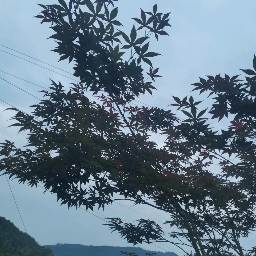 用户落雨的秋天