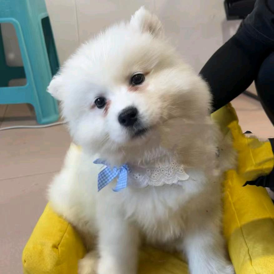 长春汪喵领养馆