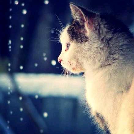 喝可乐的猫