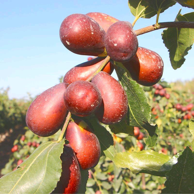 小木新疆特产干果批发零售