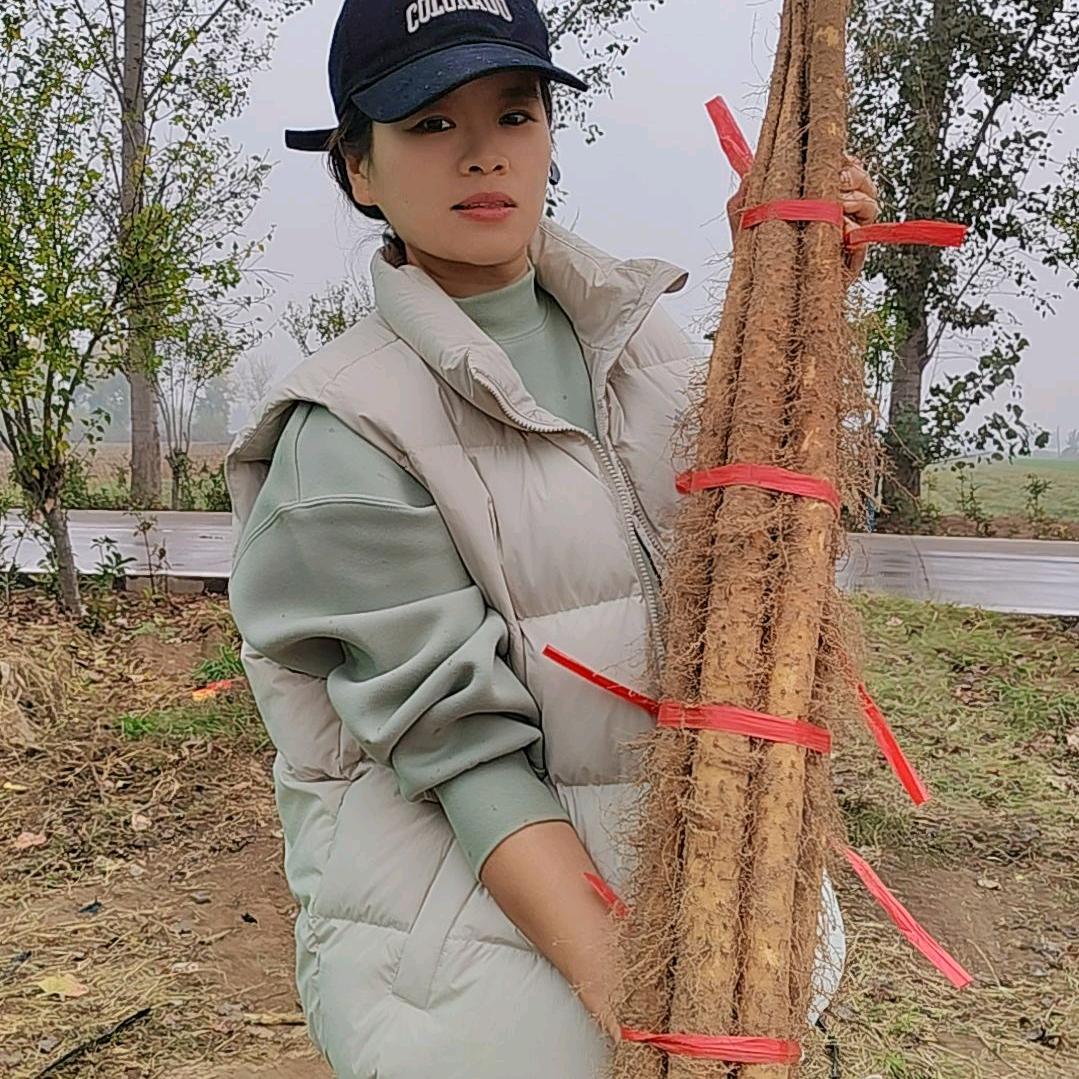 刘三洁收售山药