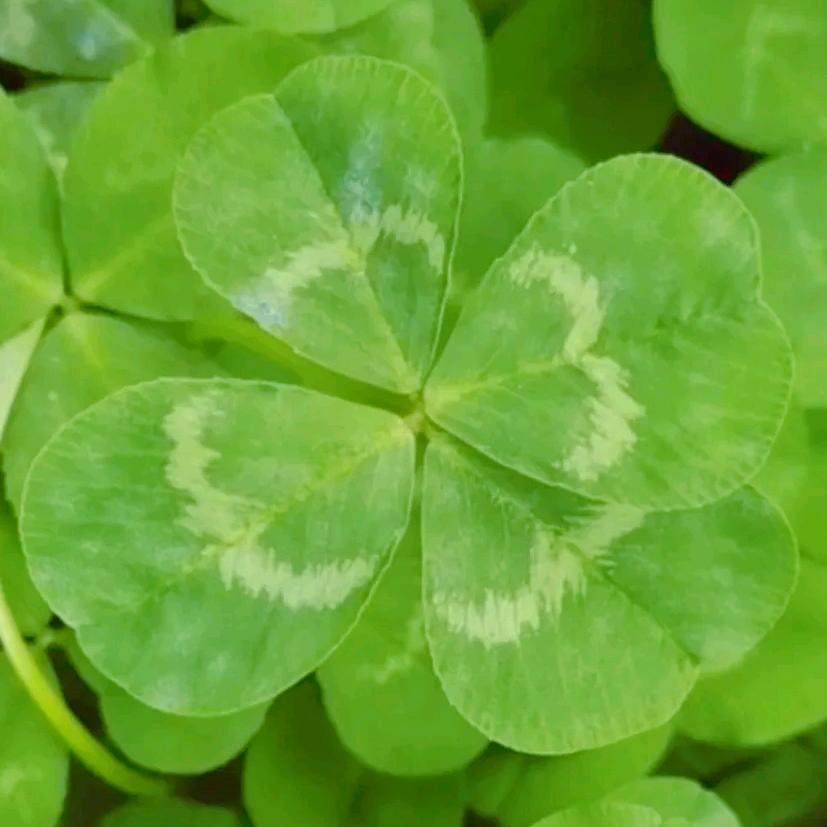 🍀🌟