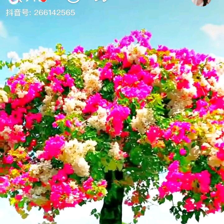 我在飞机场等你