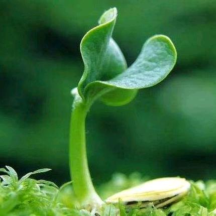 静待花开！