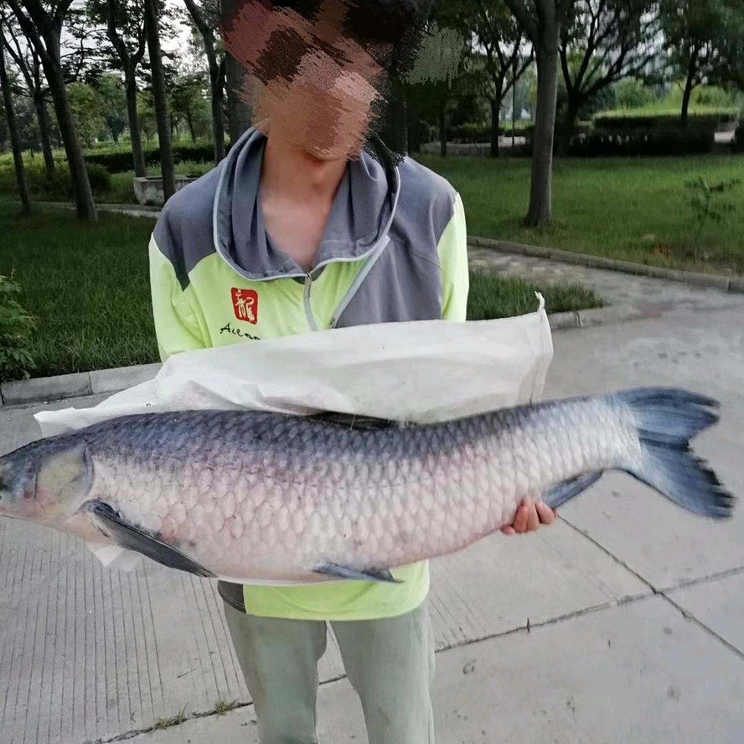 千寻鲫