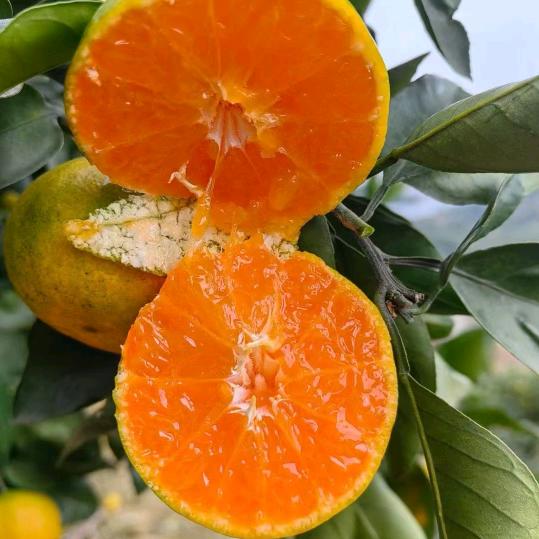 东江湖果园严选店