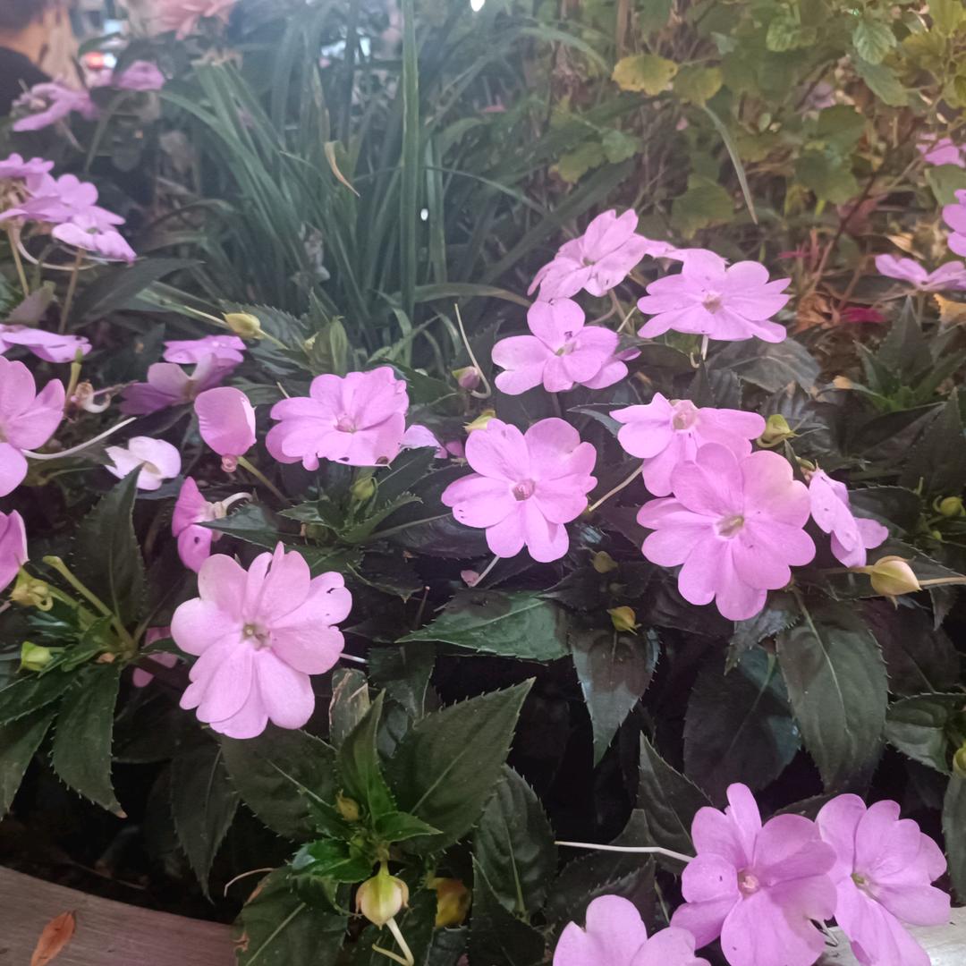 太阳花🌸🌸🌸🌸