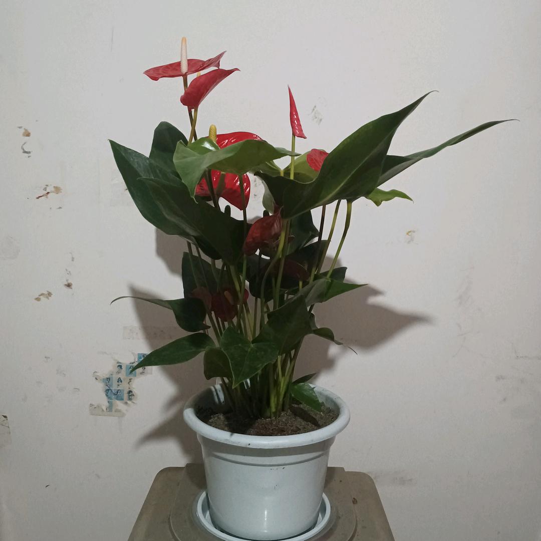 简单的人