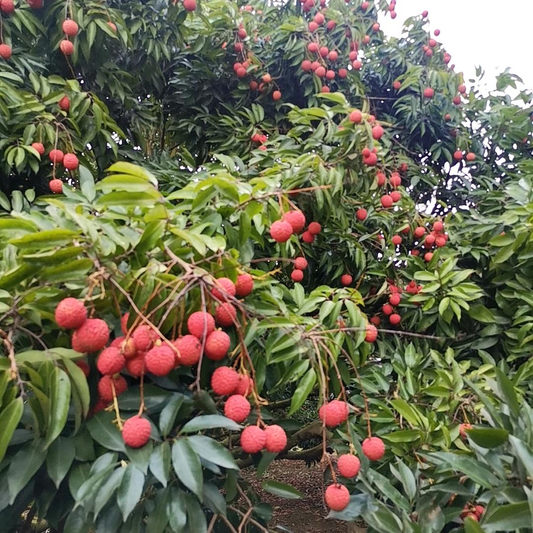 姬幻果盛果树苗木专卖店