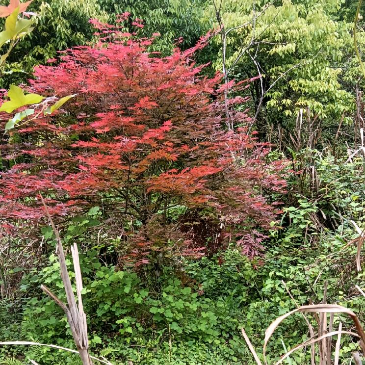 专业室内装修泥木电刮大白