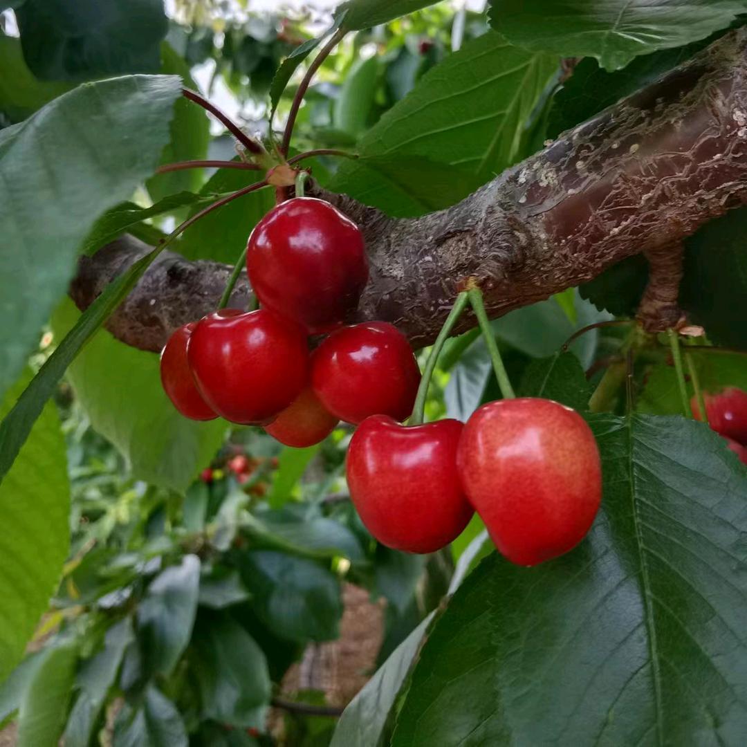 雾锁山头山锁雾