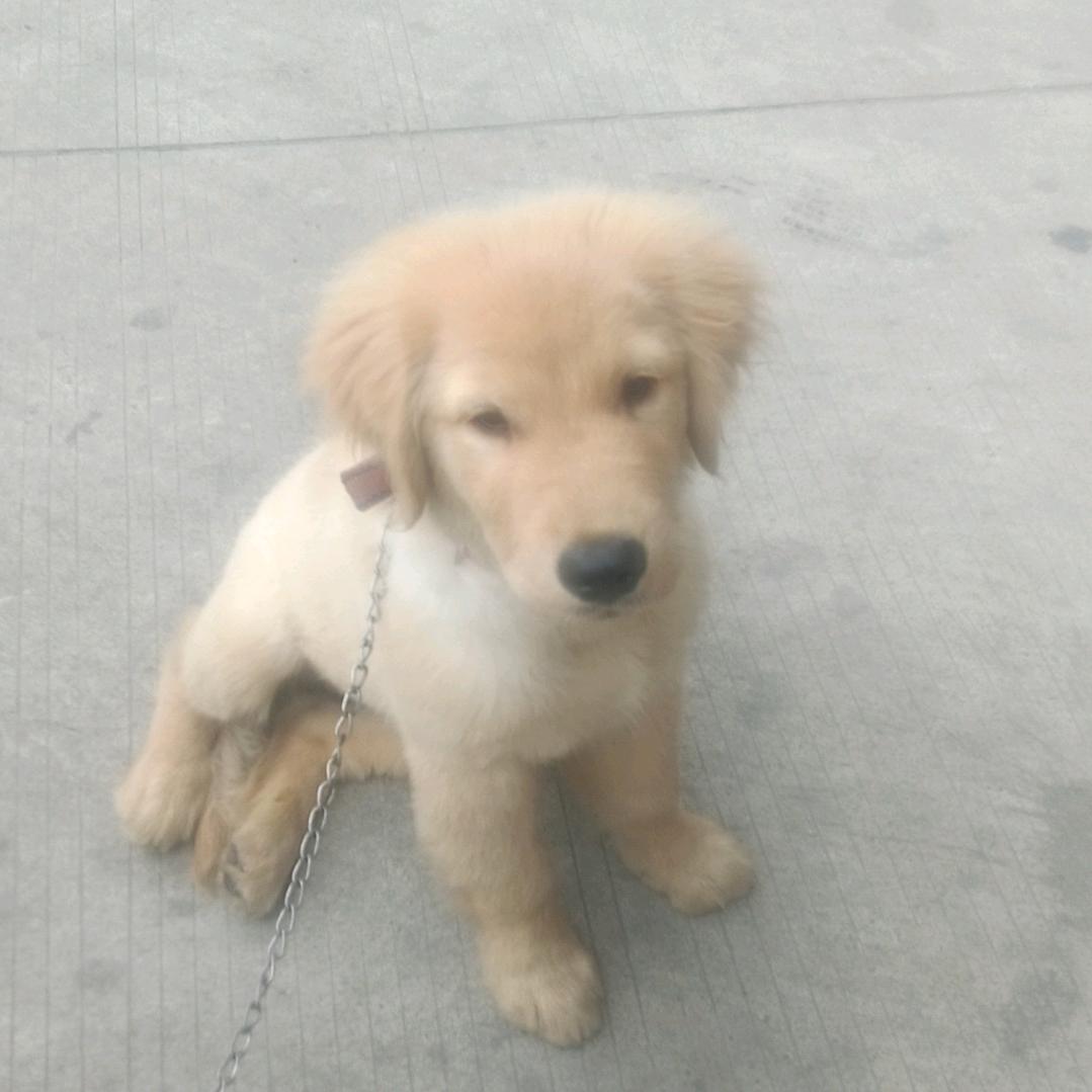 小哈密