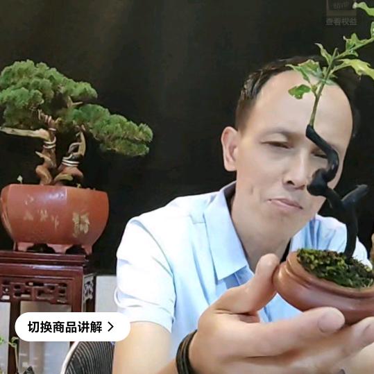 杰君微盆景