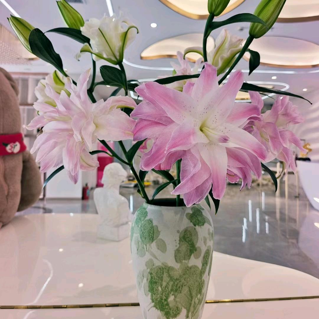 三月木棉花