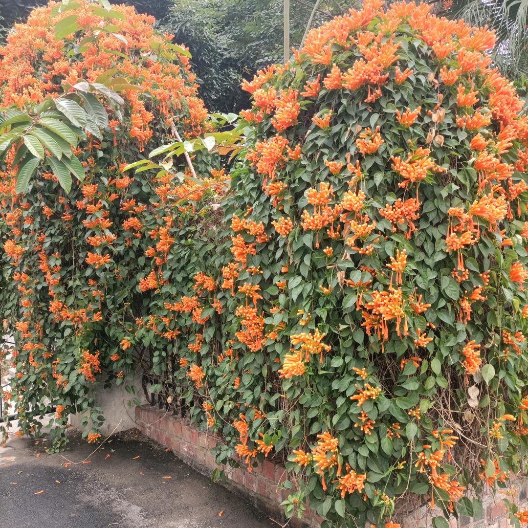 🥀এ᭄善良🌷不是笨💔࿐ᩚ