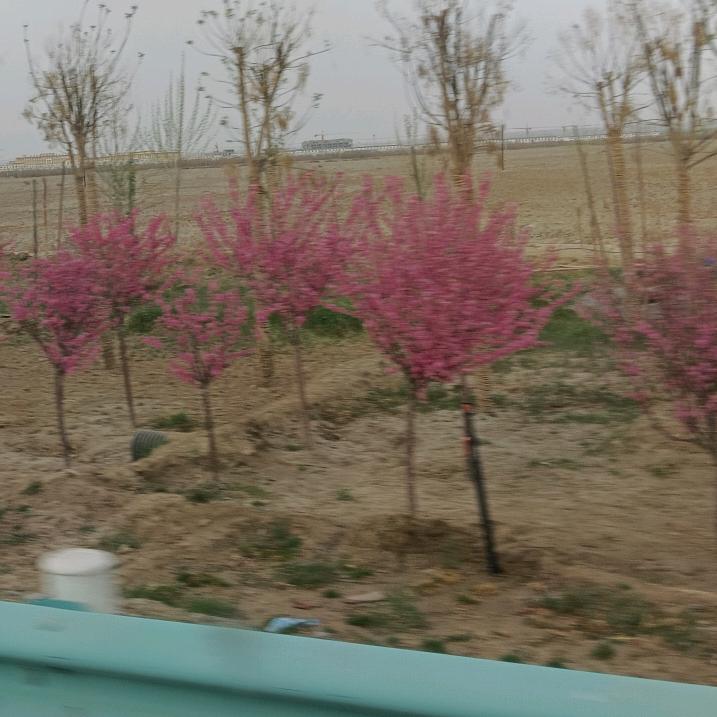 ⇔孤傲的狼⇔