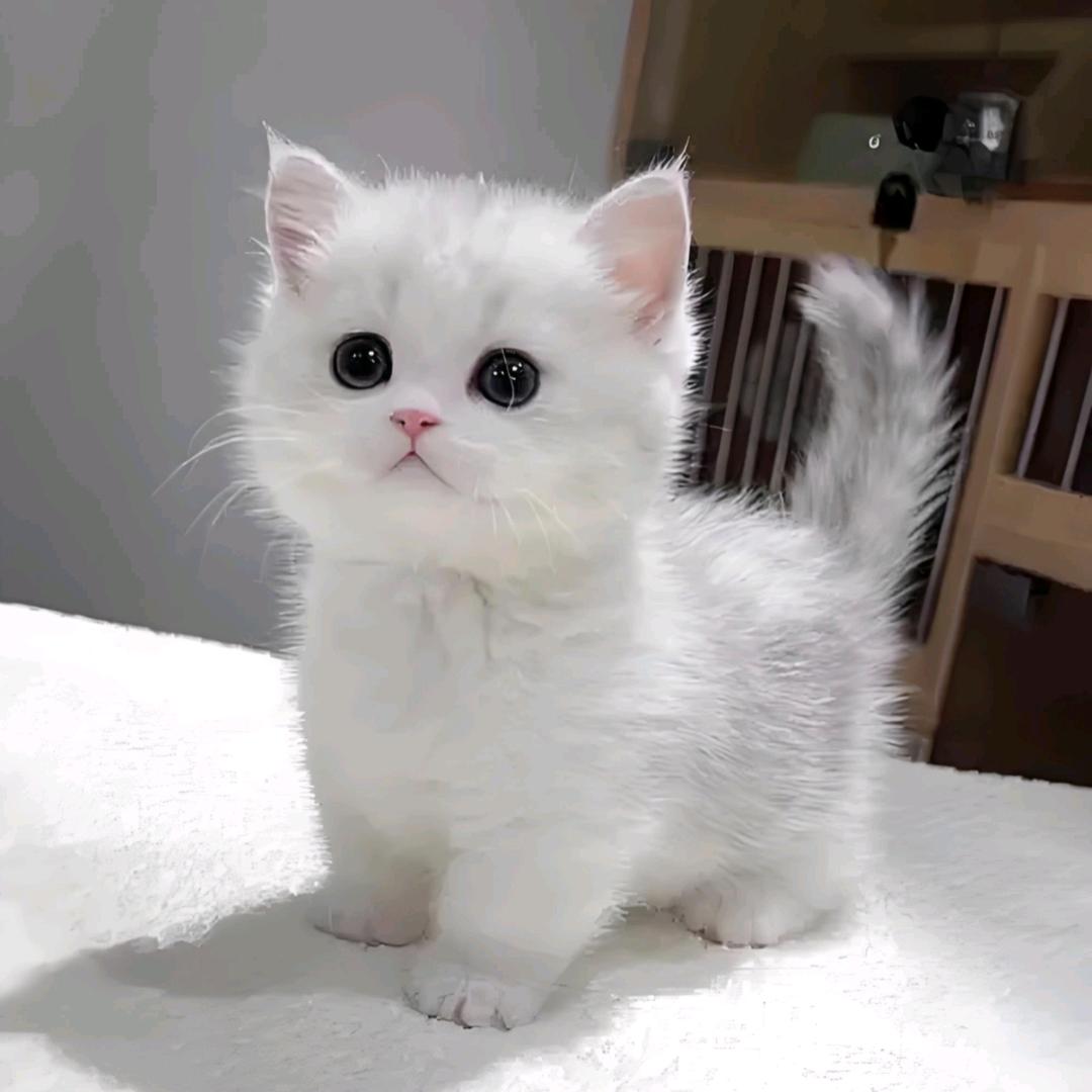 爱吃提拉米苏的猫