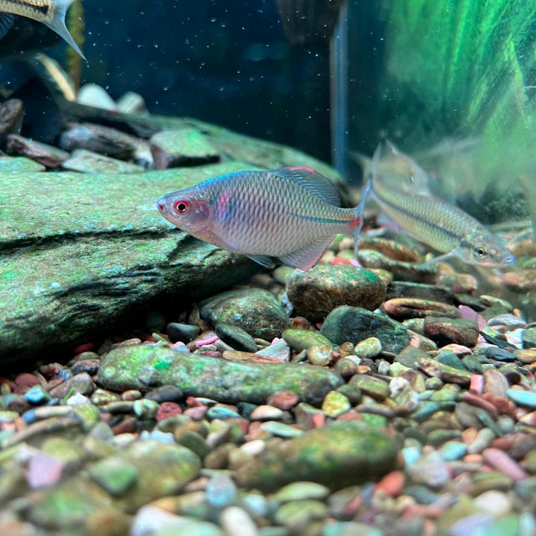 小冉梅花石批发店