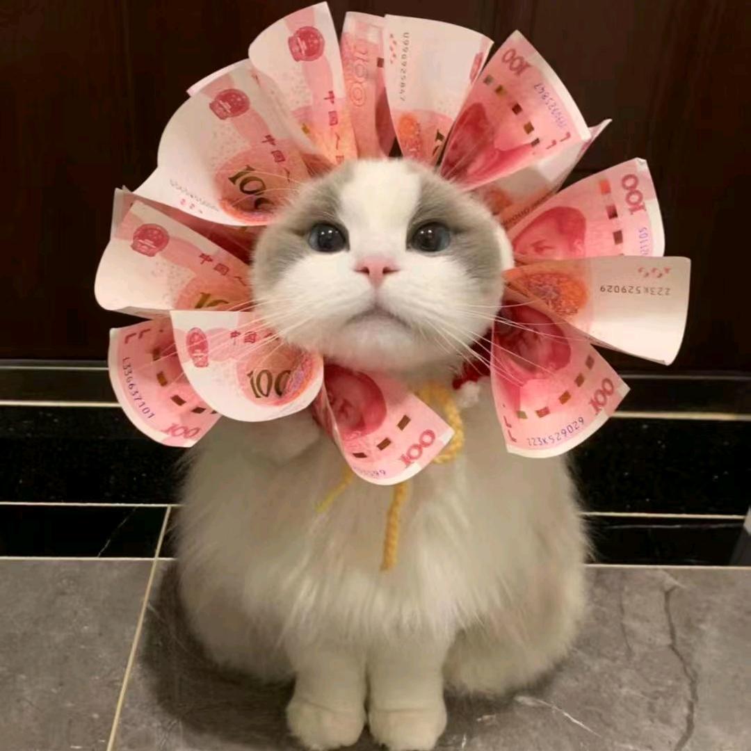 豆是白日梦