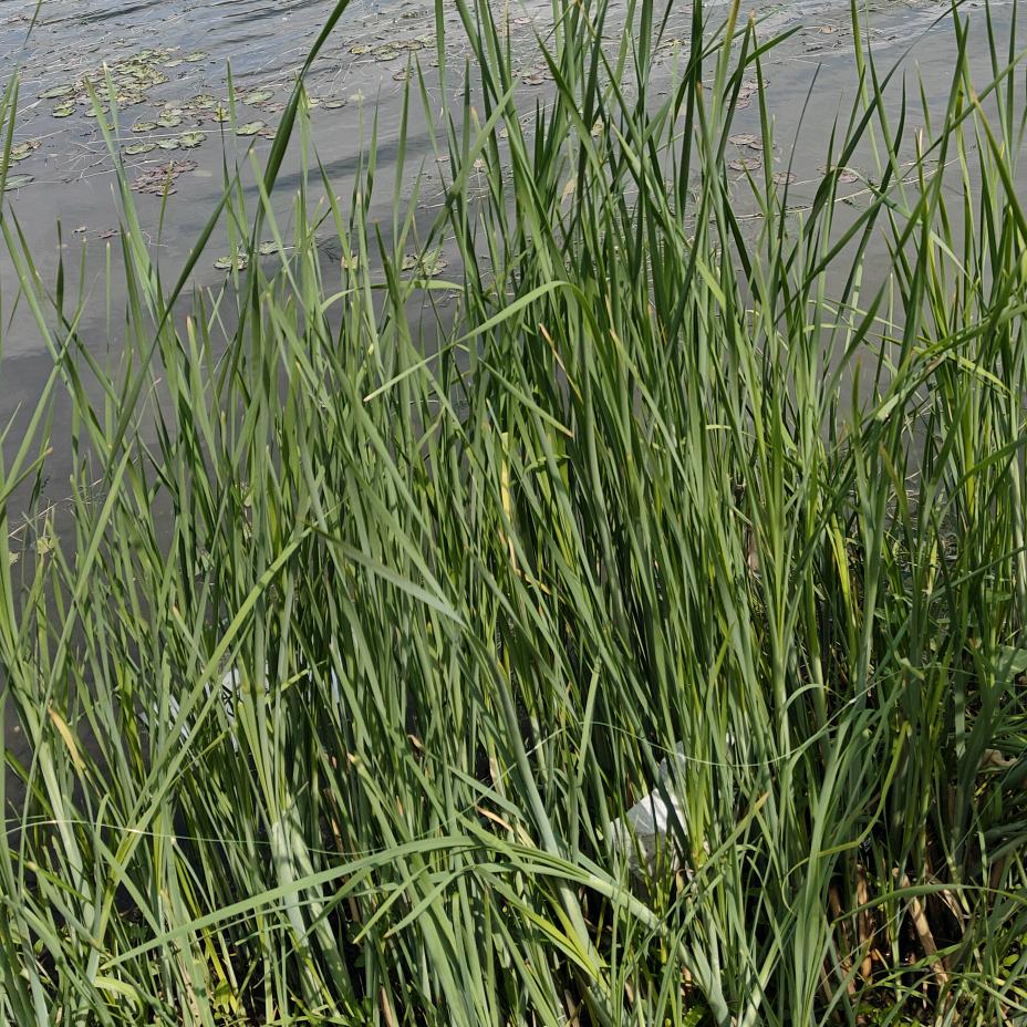 帅帅妈(学习中)