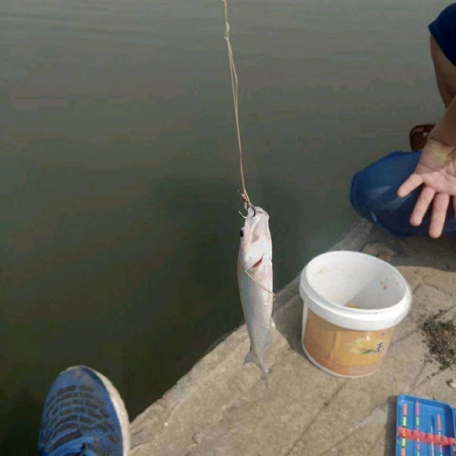 寂寞随风飘