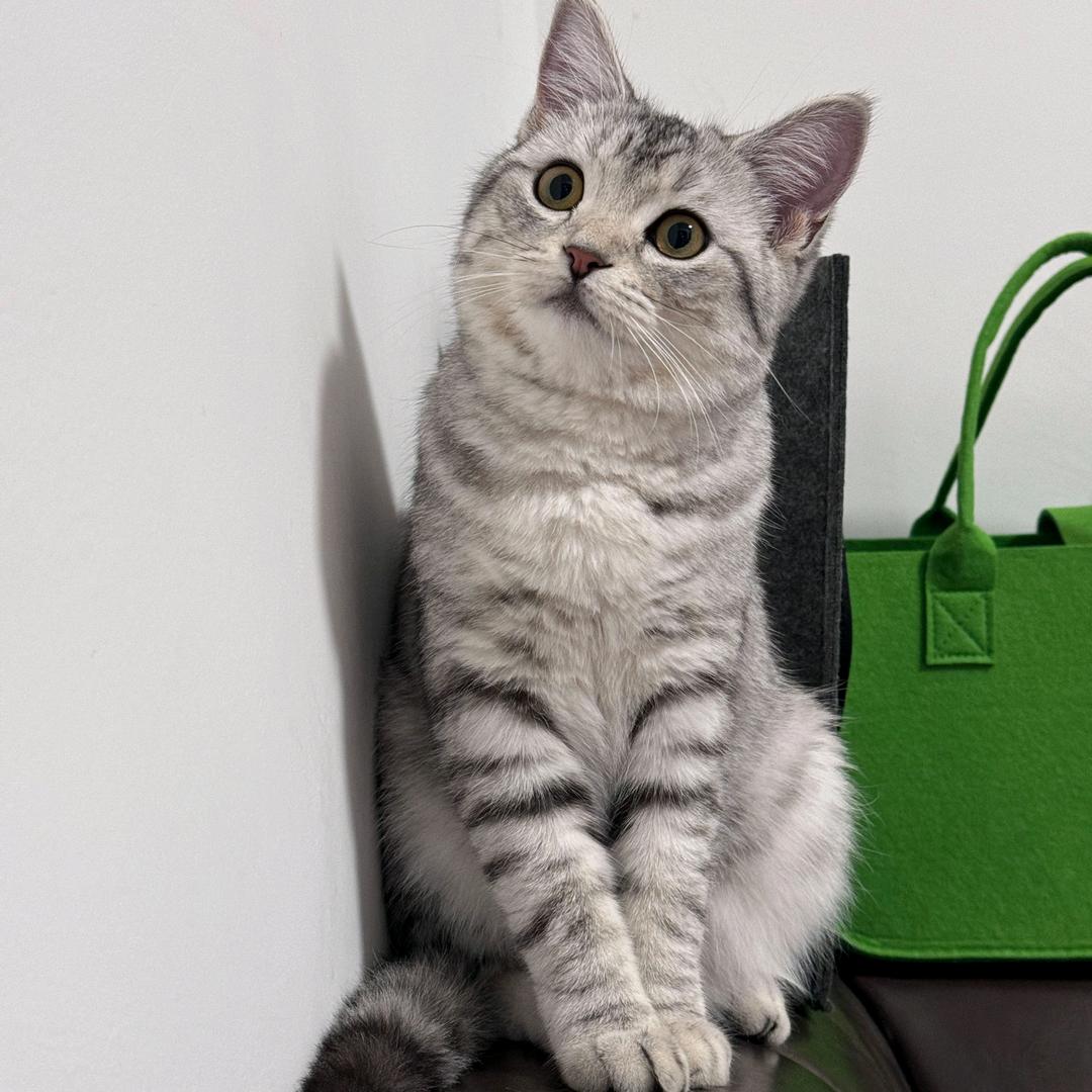 金条儿是公主喵～