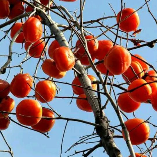 天天快乐人不老(连赞，会被拉黑’