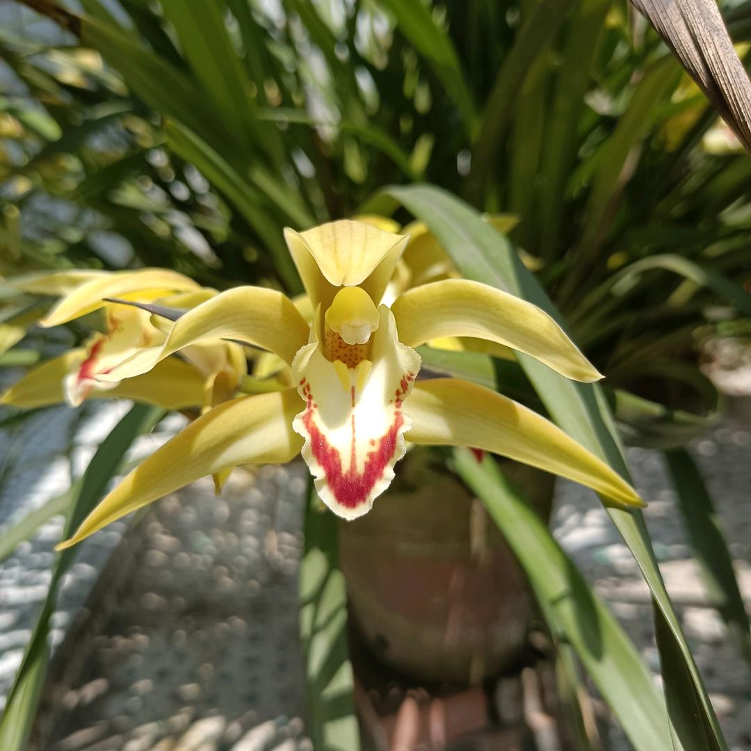 芙蓉花