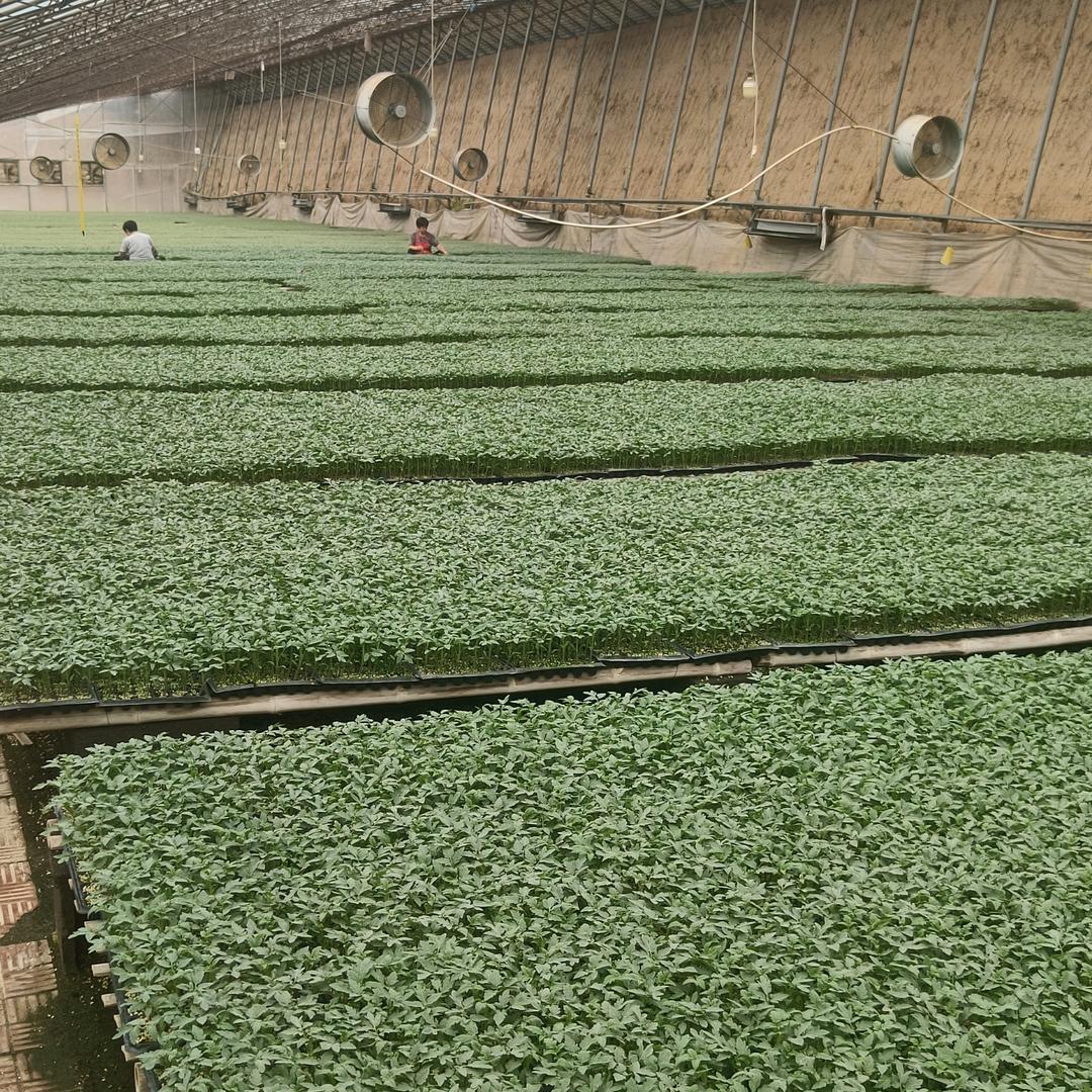 三烊农业小陈 专注番茄