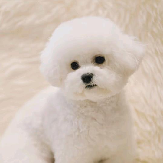 精品比熊，小鹿犬