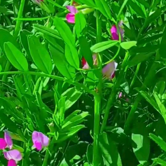 可爱的🌸小花园