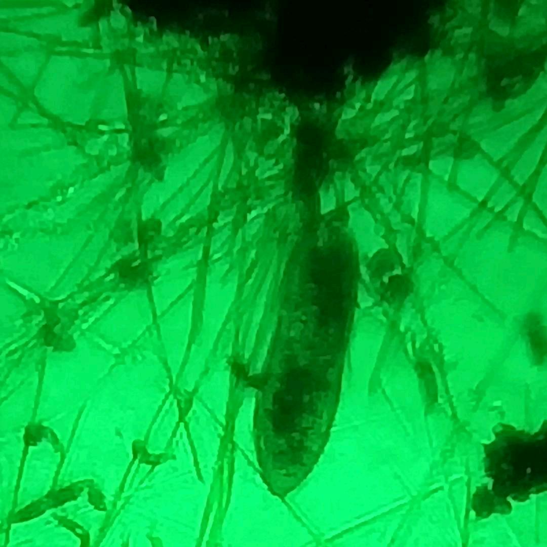 草履虫