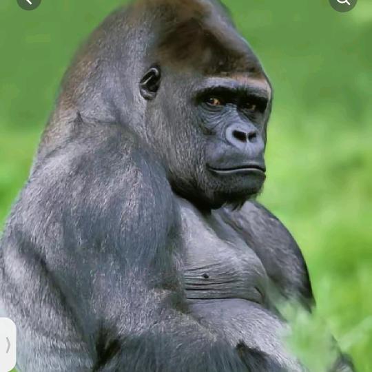 挣大钱花开富贵好运常在