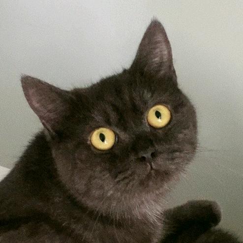 勿扰🐈‍⬛