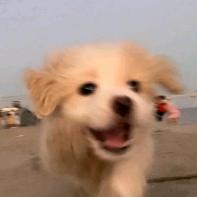 小哞秘密日记
