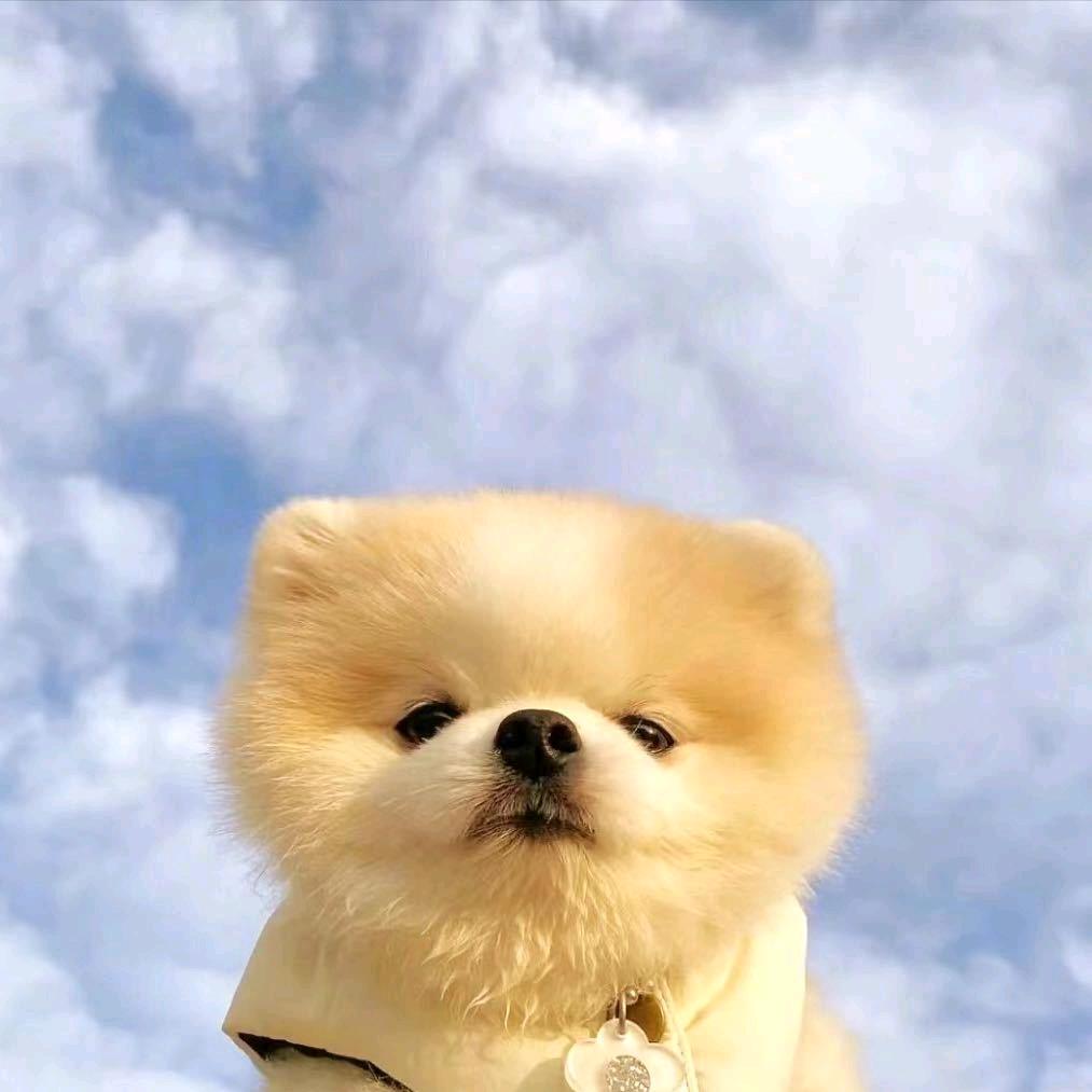 狗市淘狗人！