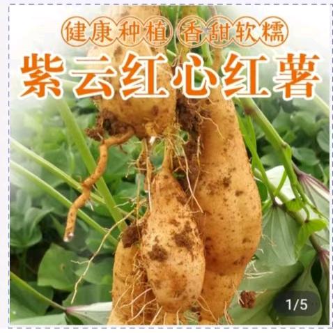 永甜农产品批发