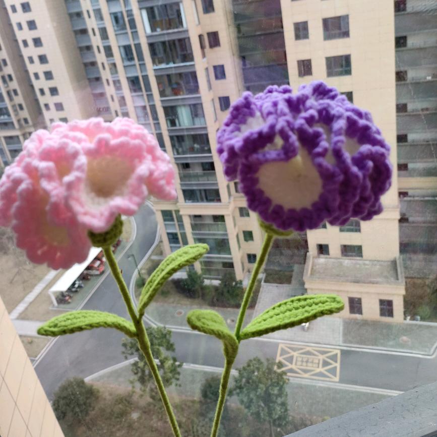 白玫瑰