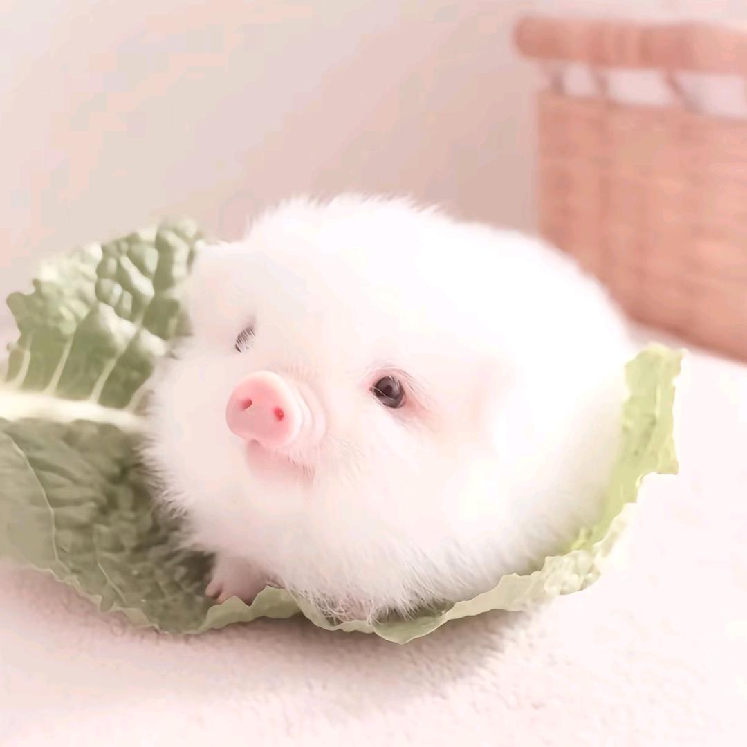 浅浅清茉温热七分糖