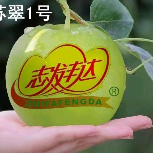 北京北方丰达种业有限责任公司