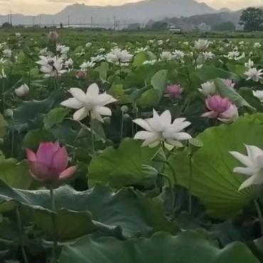 水池