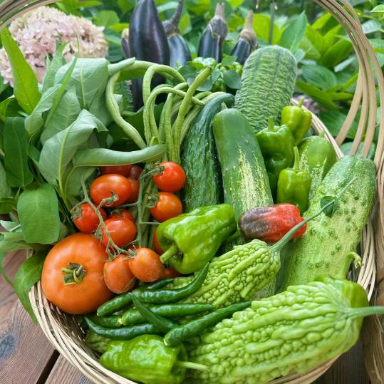 强哥的田园生活