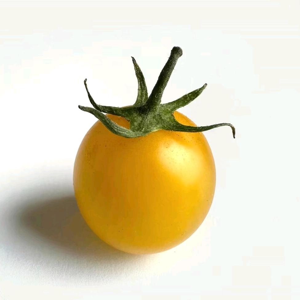 葵葵