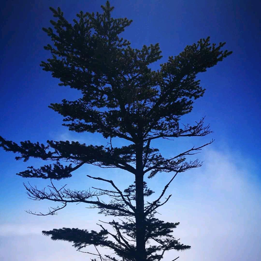 全心全意小天鹅聂老师