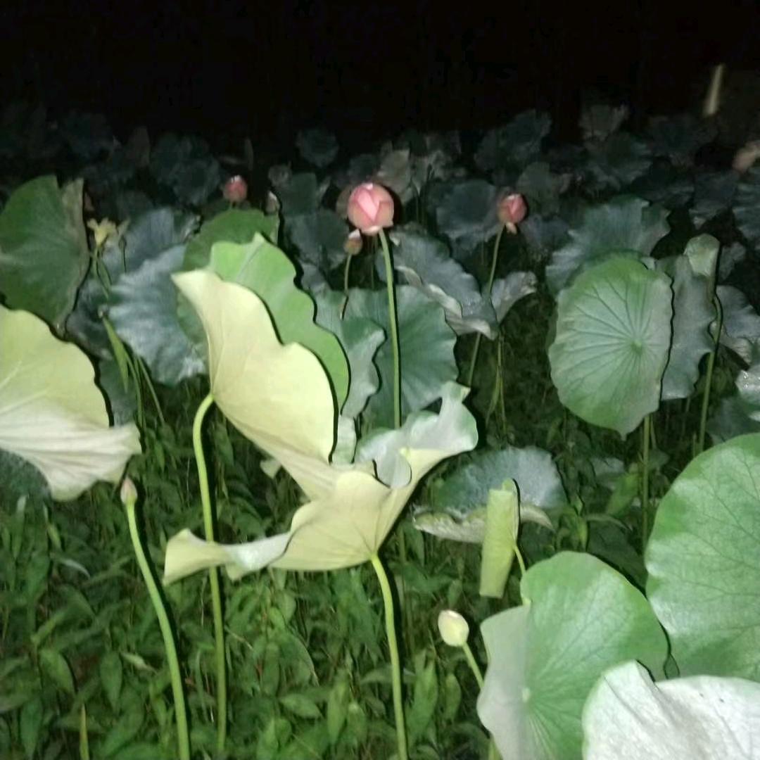 随意而然