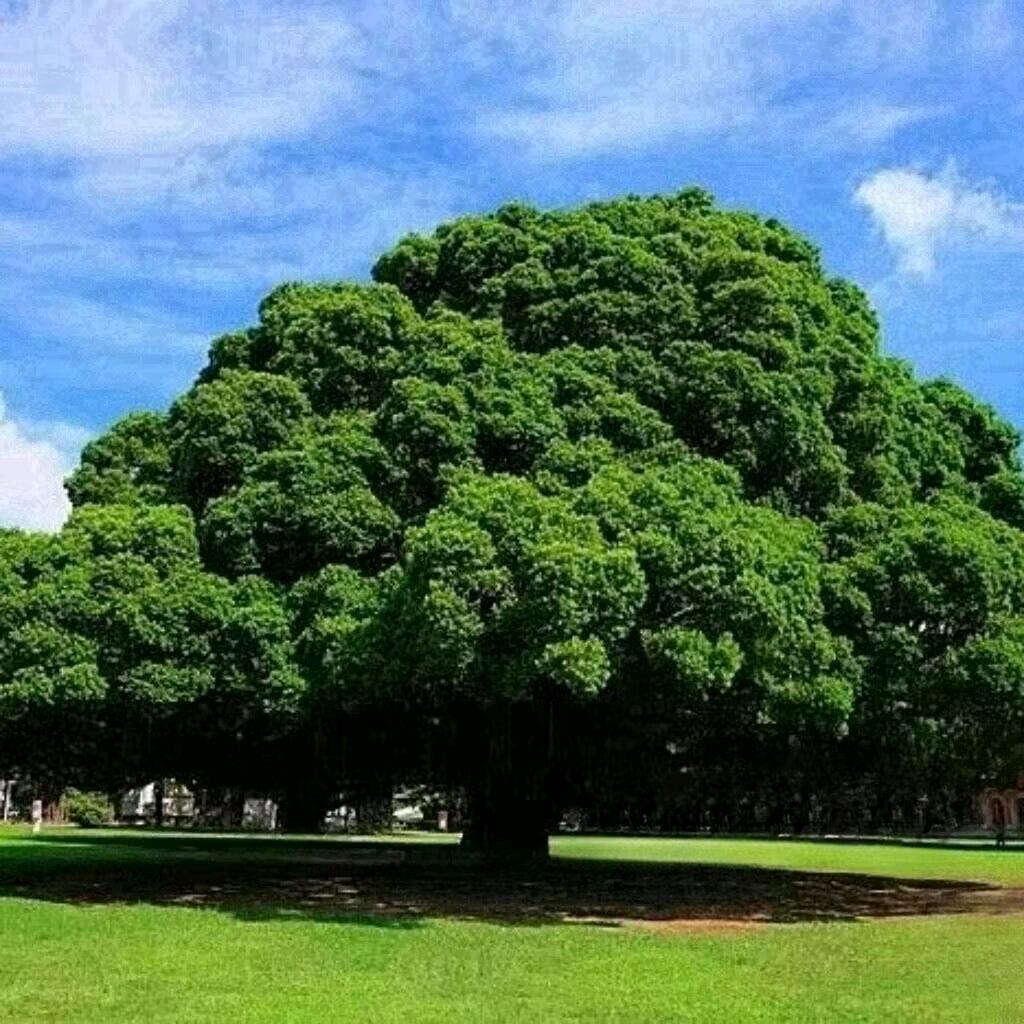 常我