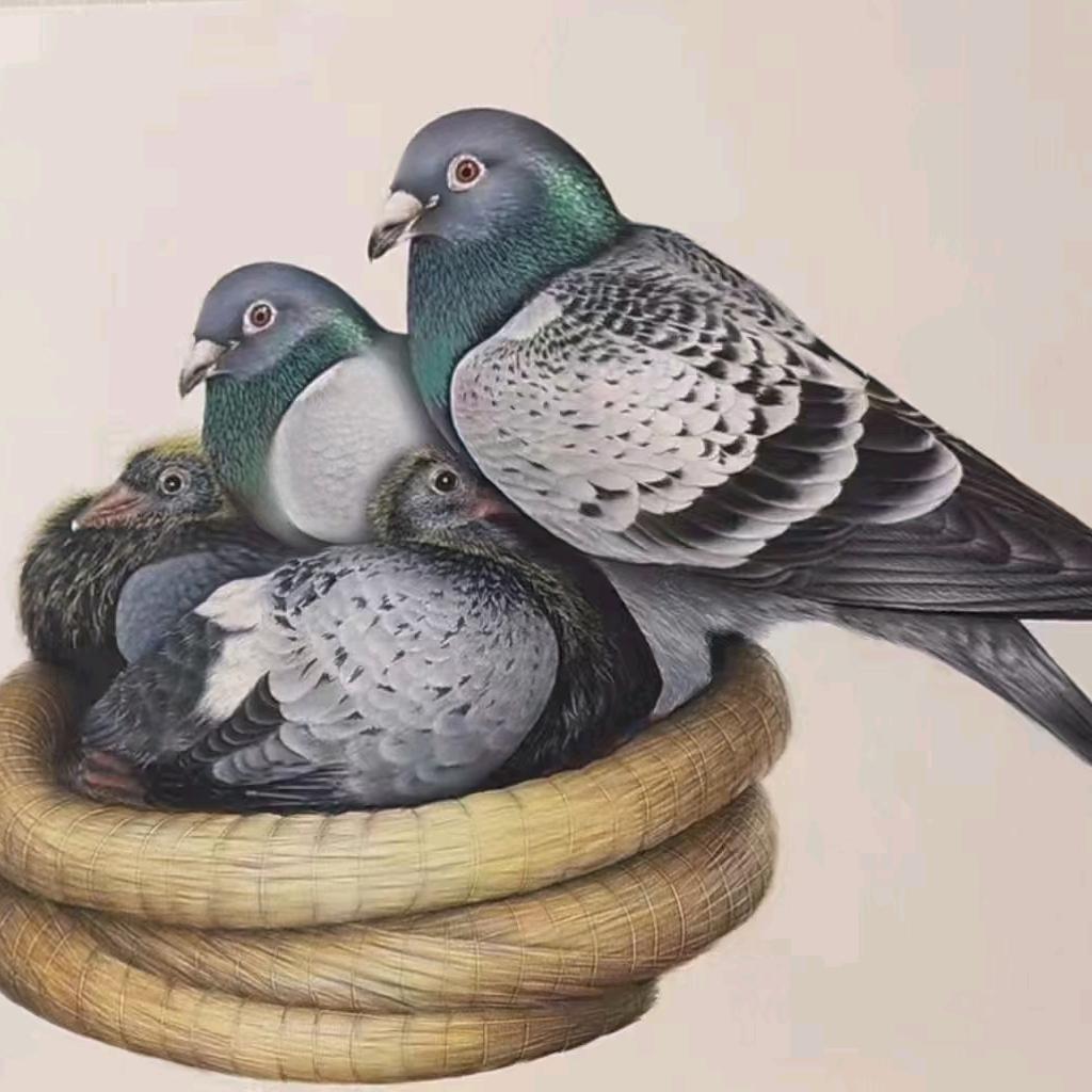 潮汕卖粉鸟，鸽子