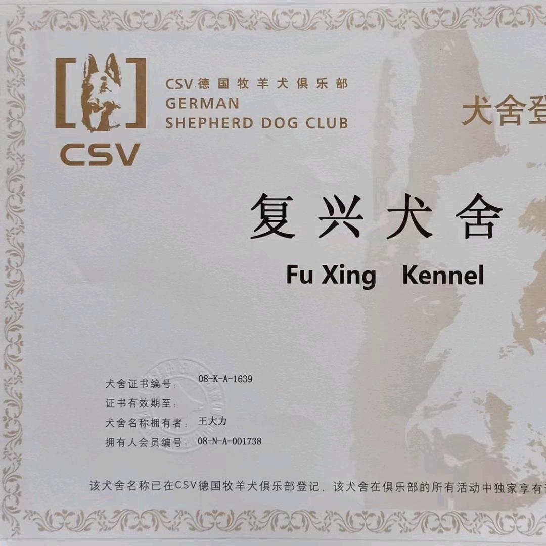 大连五红犬/五黑犬